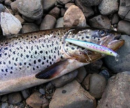 taimen 61 cm  18.05.06.jpg