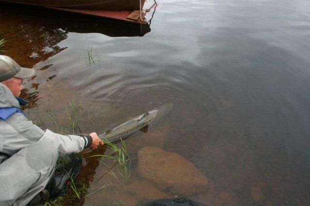 106cm lohta kohti kutua