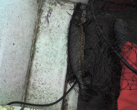 pari kilonen raksihauki.JPG