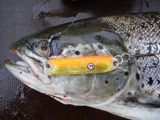 ambu mörkö ja 62cm.jpg