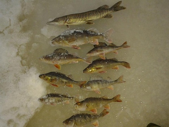 Siinä ensireissun antia.