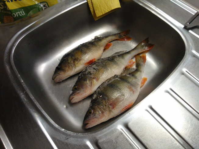 WP_000015 (Kopio).jpg