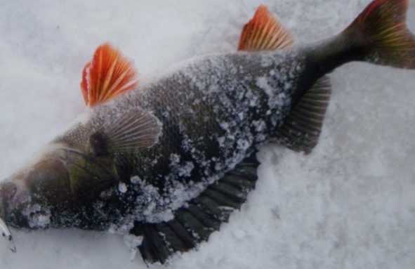 P2090013 – Kopio.JPG