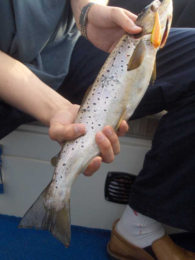 Järvitane 55cm Beggar.jpg