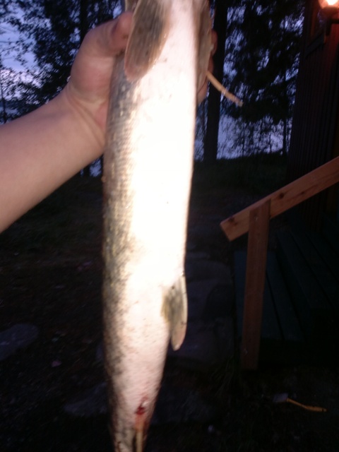 Tämmönen ui vastaan tuossa pari viikkoa sitten :D