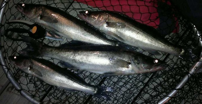 Hetki valokuvaukselle, kun onnistunut elokuinen uistoretki päätöksessä.