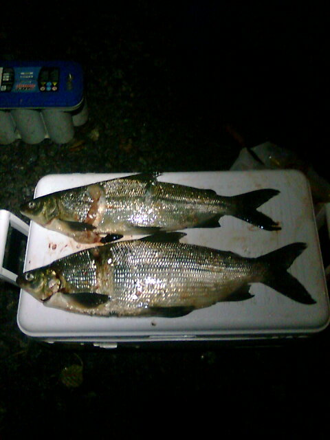 lahnaa ja siikaa 8.9.jpg