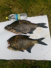 lahnaa ja siikaa 8.9 (2) (167x222).jpg