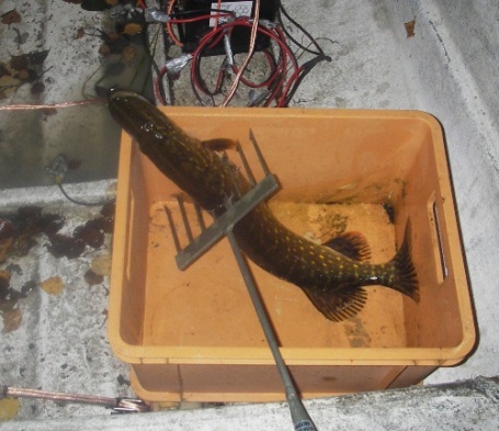 IMGP2963 – Kopio.JPG