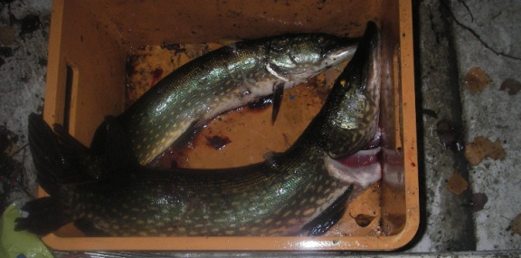 IMGP2966 – Kopio.JPG