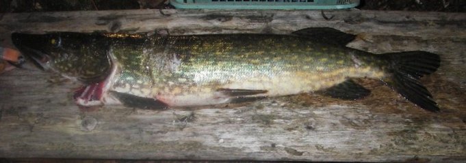 IMGP2969 – Kopio.JPG