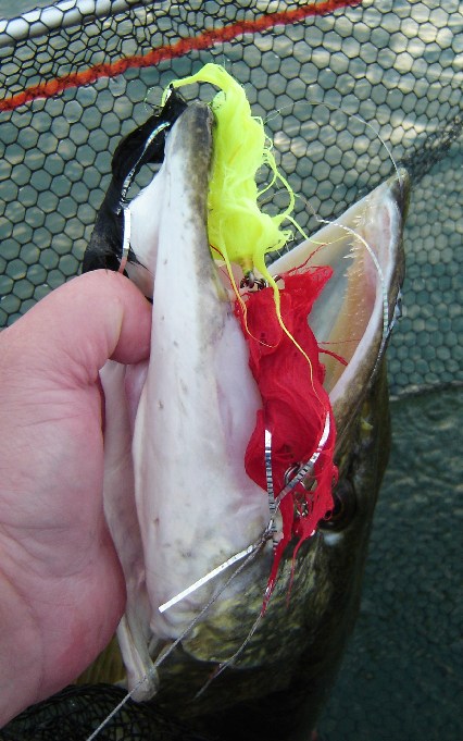 Hauki RajuRosvolla.JPG