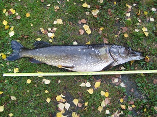 11,01 kg, 112 cm.JPG