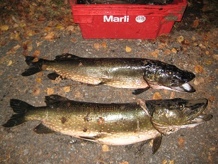 10,3 kg & 6,4 kg.JPG