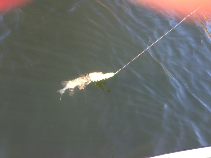 freestyler ja 400g.jpg