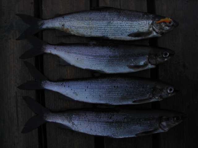 Siikoja seniorillla.jpg