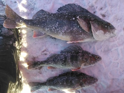 WP_000411 – Kopio.jpg