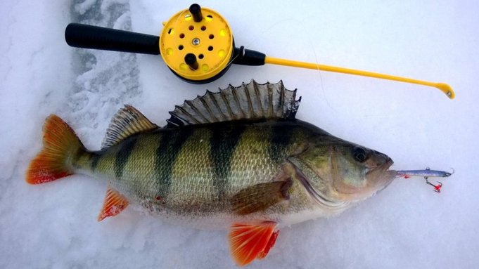 Kauden ainoa kiloahven tähän mennessä 1048gr/43cm.