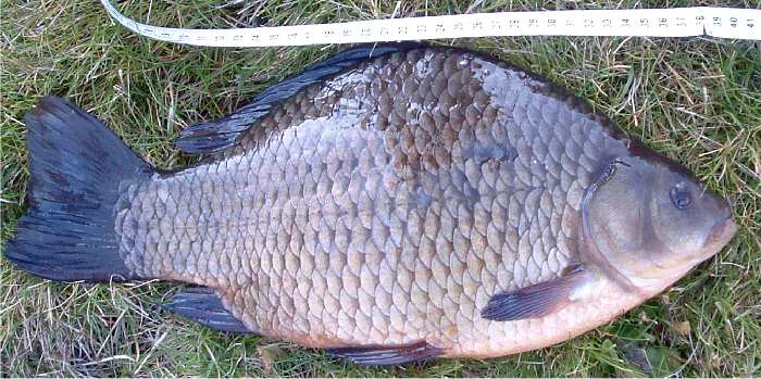 Ruutana, jolla pituutta 40 cm, ympärysmitta 40 cm.