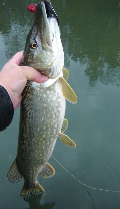 2,8kg RajuRosvolla.JPG