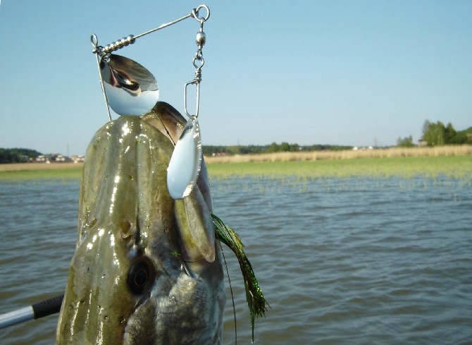 nafti nelkku niskapönö.JPG