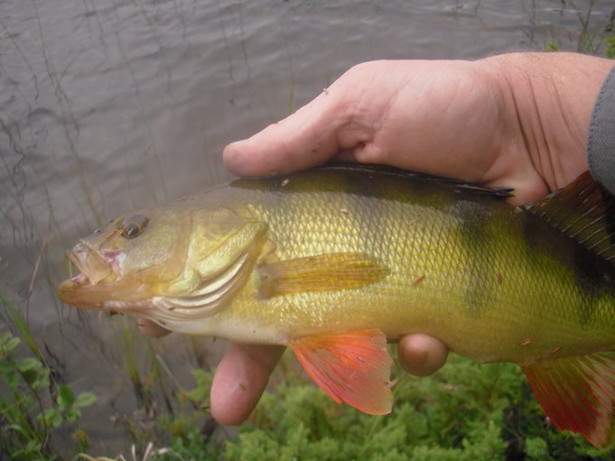 Inarin ympäristössä 2014 024.JPG