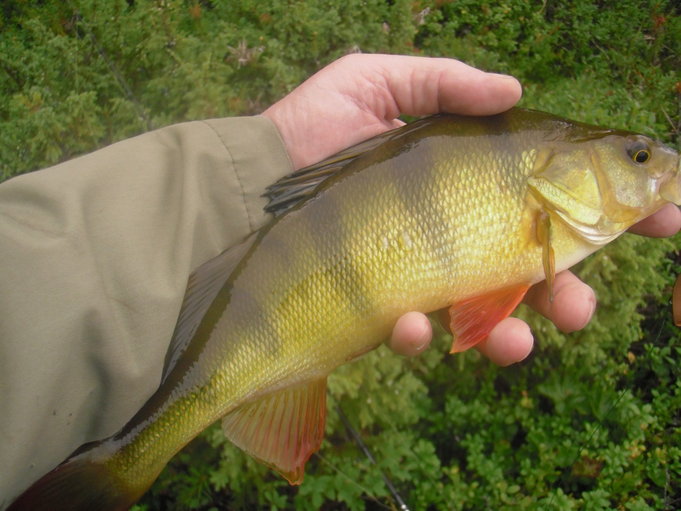 Inarin ympäristössä 2014 023.JPG