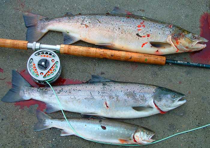 Mun isoin pervo-ravdo.