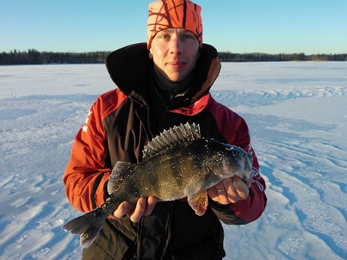 Sitten päivän kuitenkin ruunasi oma ennätyks joka parani huikeat 28g. Tälle ahvenelle oli kertynyt painoa 1214g ja pituutta 43cm. Tämä ahven kelpuutti sillin kevennetyn värissä papukaija.