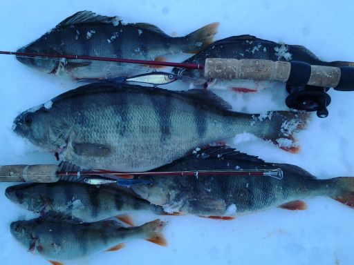 Kalarosvon kevennetyt ja testaajia