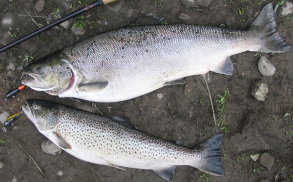 Verkkoparatiisin kalat.