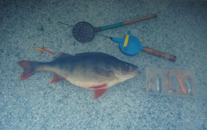 välityksellinen delffiini.....2.JPG