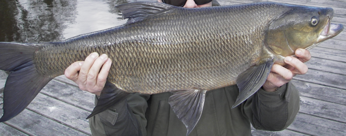 IMGP7000 – kopio.JPG.png