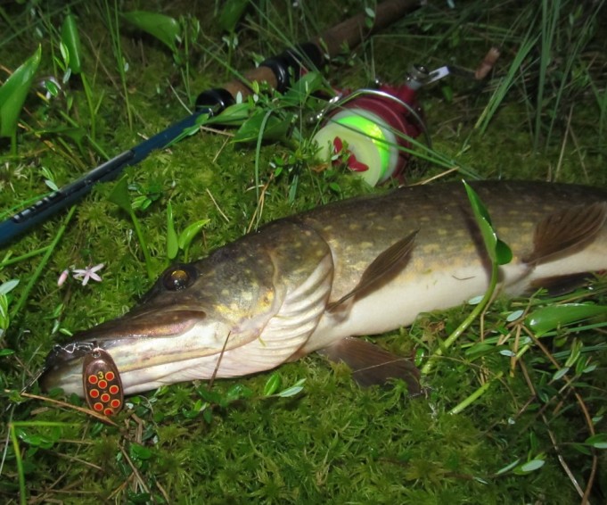 DAM ja lampi....2......jpg