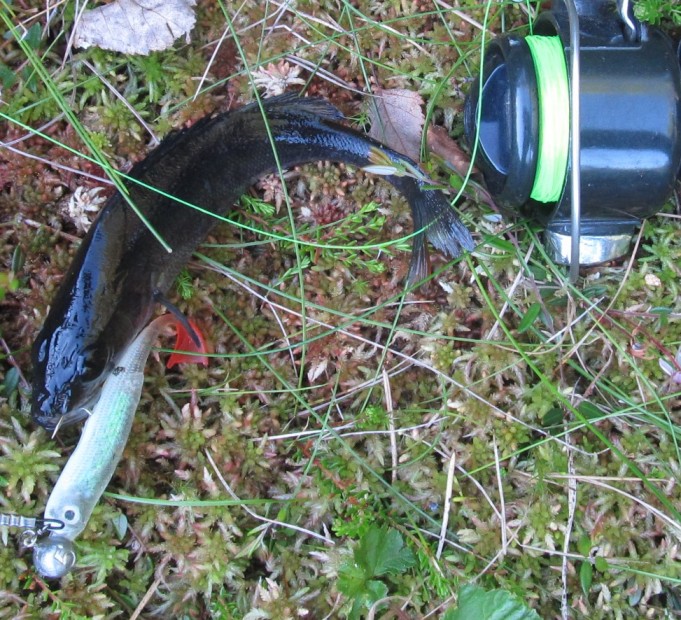 shakespeare 2270....1...........jpg