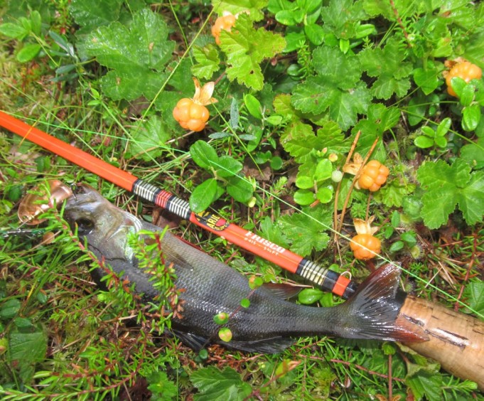 Ambassadeur tuhat....2.....jpg