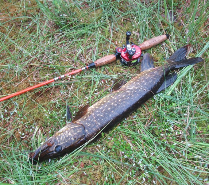 Ambassadeur tuhat....3.....jpg