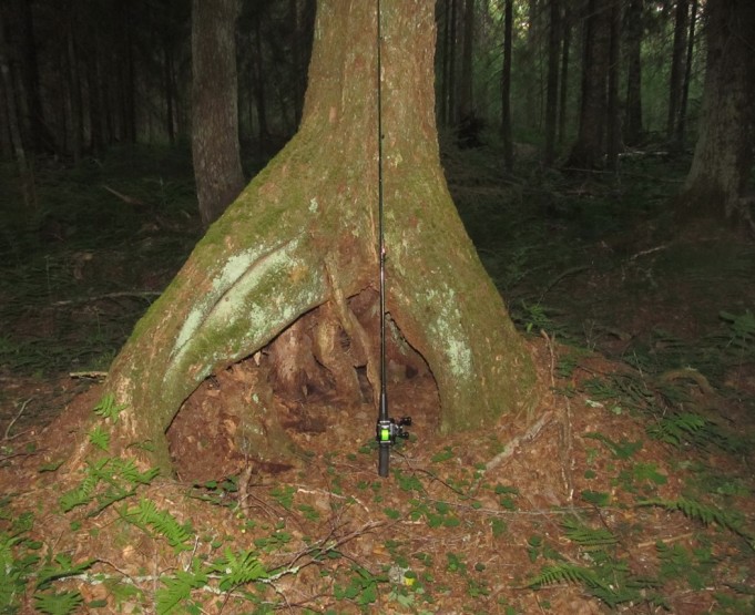 mustatr abut....1.....jpg