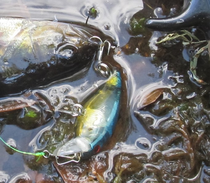 punaiset ABUt....5.....jpg