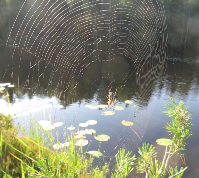 punaiset ABUt....8.....jpg