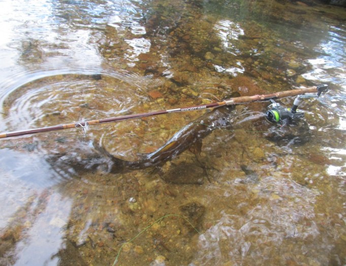 Sport 1590....4........jpg