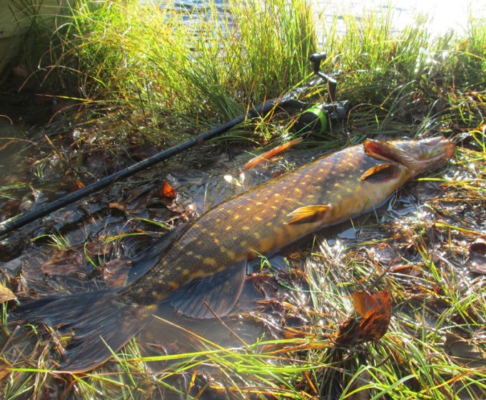 Cardinal 43....7.....jpg