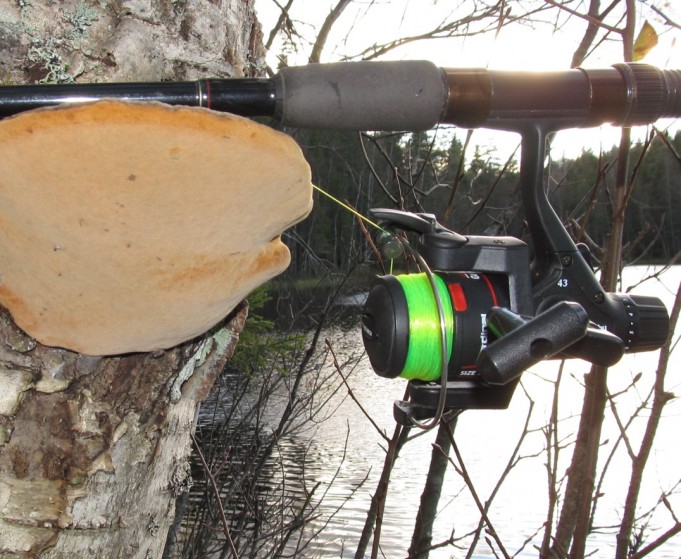 Cardinal 43....4.....jpg