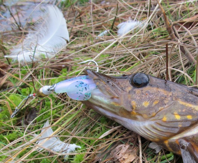 Mitchell ja Daiwa....4.....jpg