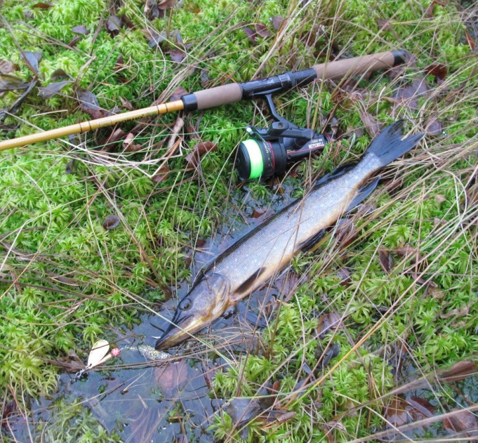 Mitchell ja Daiwa....7.....jpg