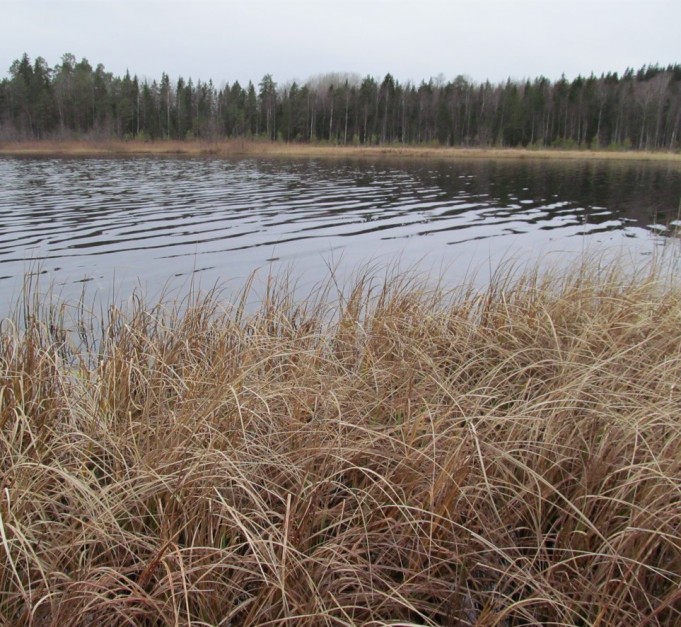 hämärähommia 2....1.....jpg