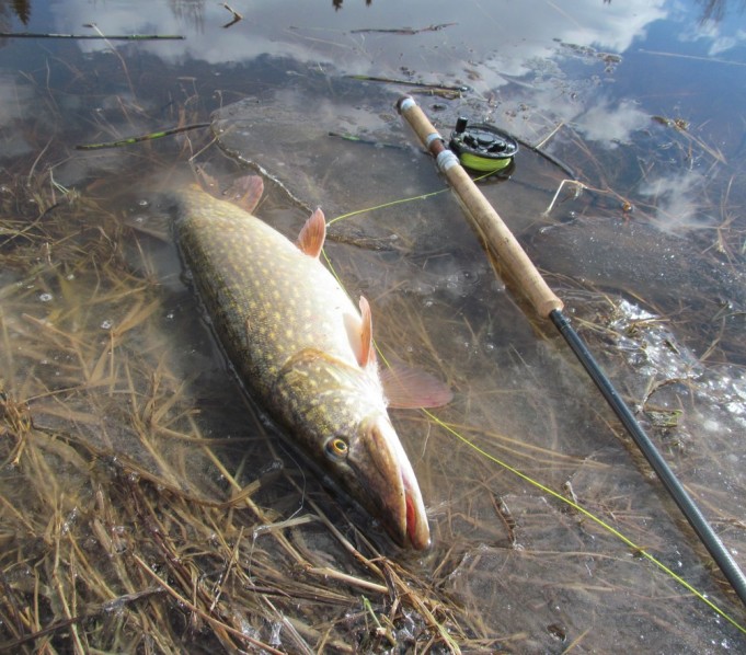 Orvis ja Orvis ....1.....jpg