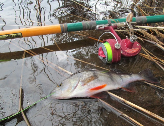 Ahven ja Junior ....1.....jpg