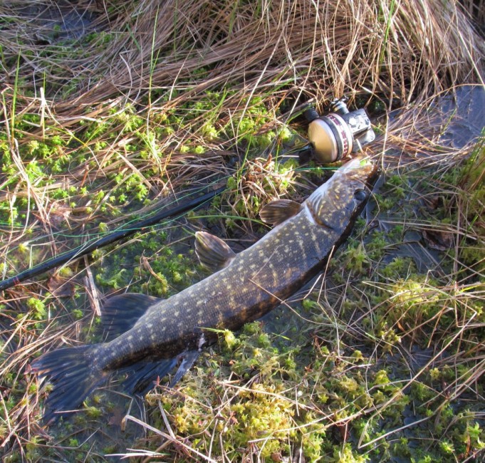 ABU 975 ....1.....jpg