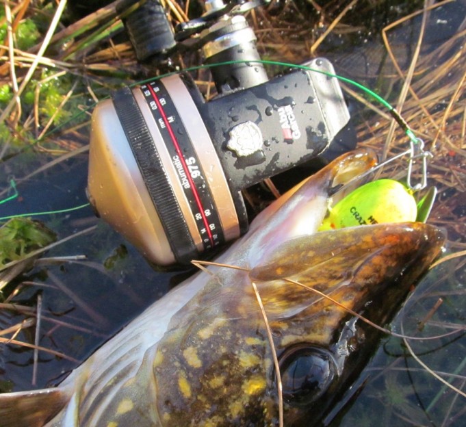 ABU 975 ....2.....jpg